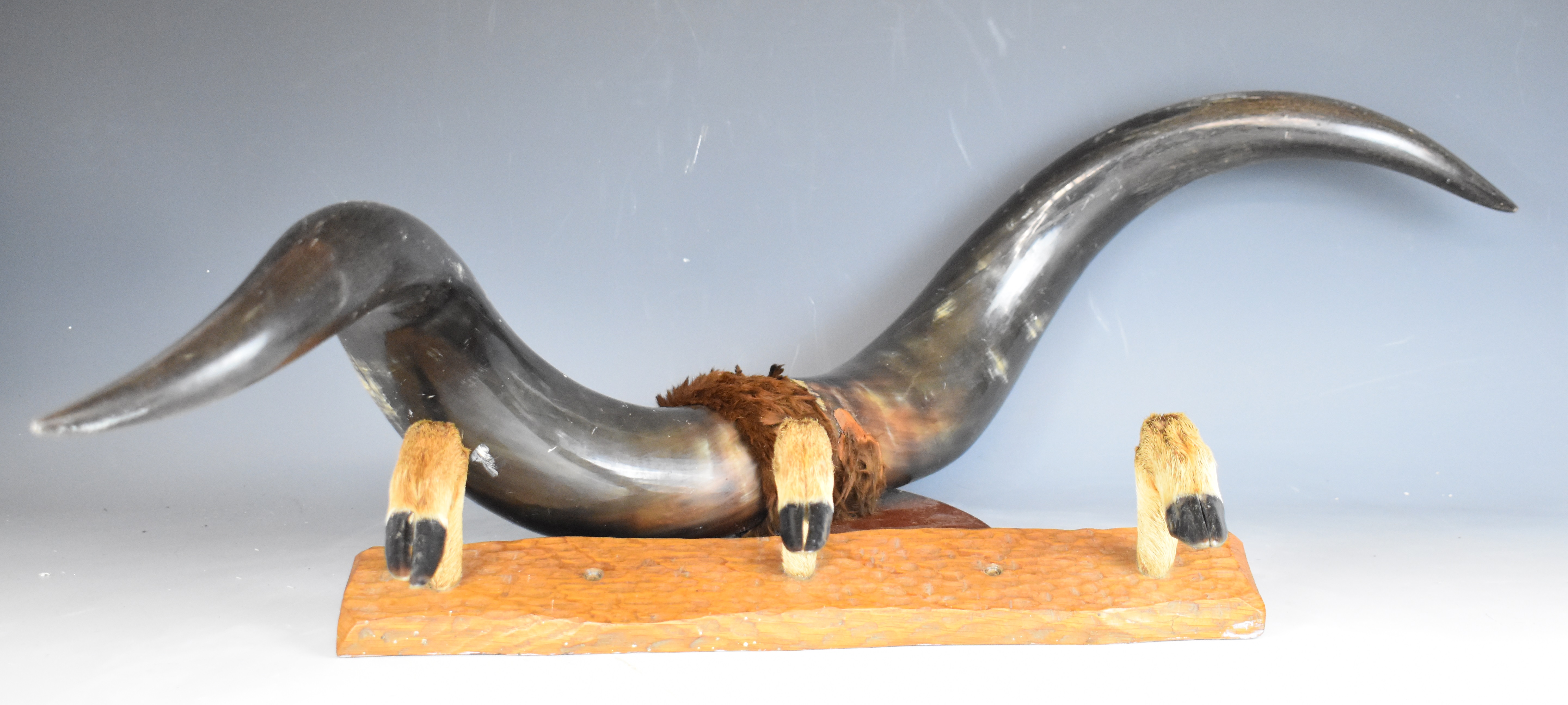 Buffalo horn taxidermy wall mount on shield shaped wooden plaque, together with deer slot or hoof