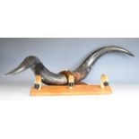 Buffalo horn taxidermy wall mount on shield shaped wooden plaque, together with deer slot or hoof