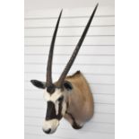 Taxidermy gemsbok antelope head and shoulders with hanging facility, approximate height 126cm