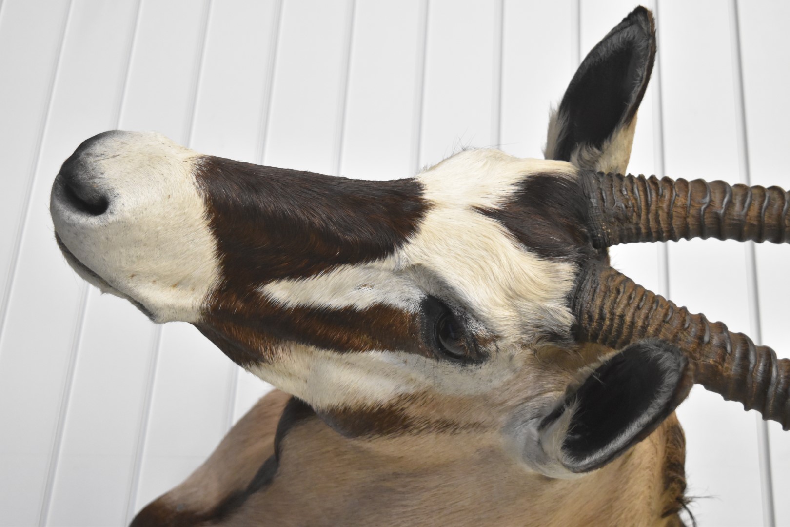 Taxidermy gemsbok antelope head and shoulders with hanging facility, approximate height 126cm - Image 3 of 3