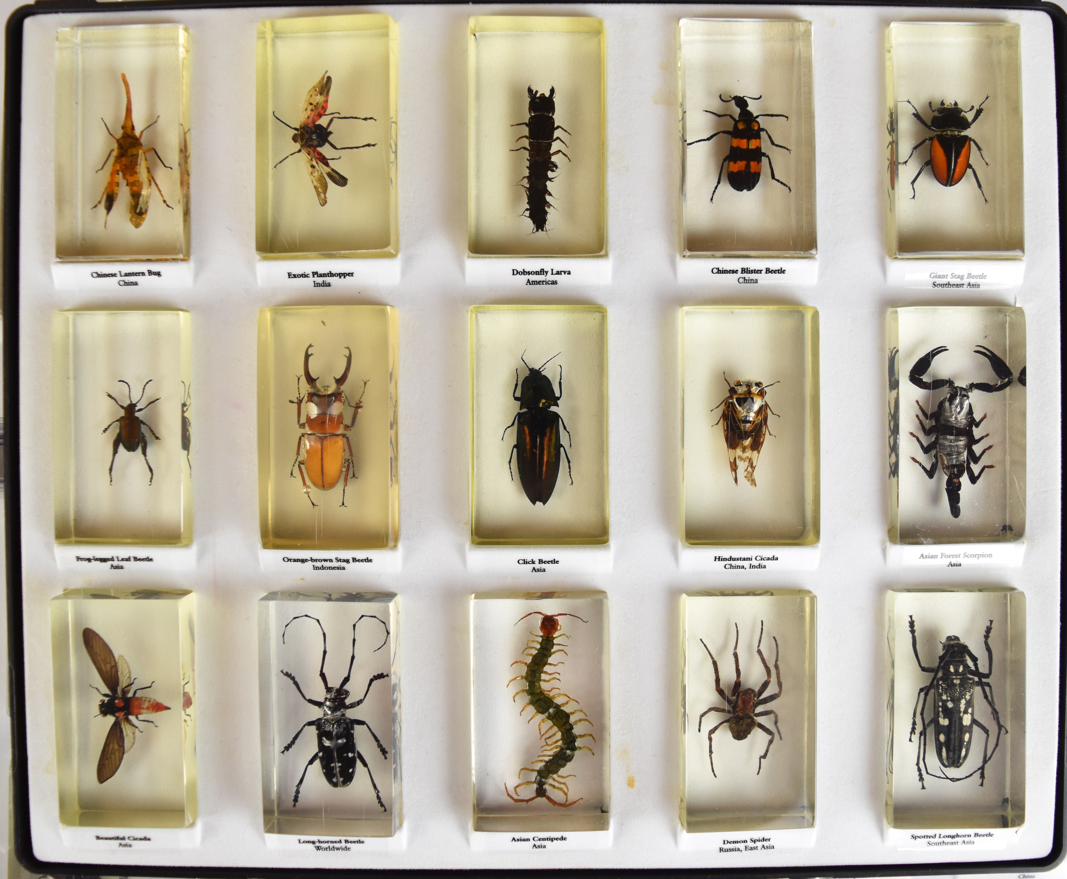Taxidermy interest large cased collection of annotated insects in acrylic blocks, including beetles, - Image 2 of 6