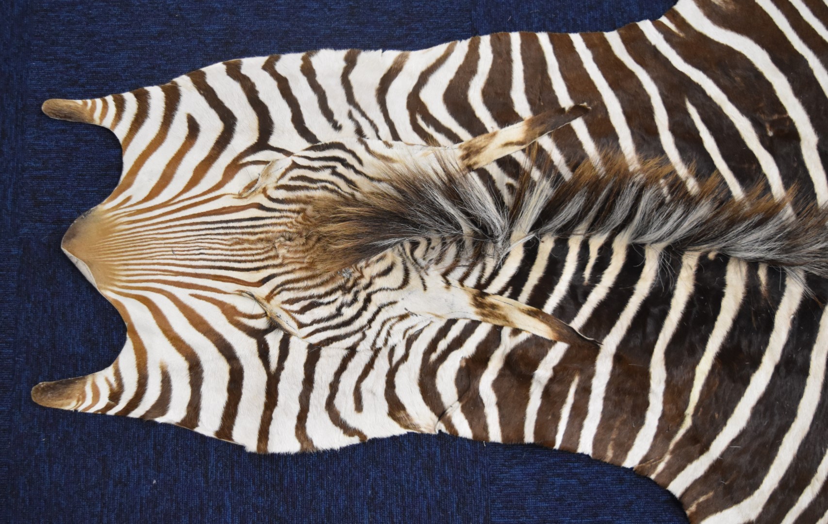 Taxidermy zebra skin rug, 248 x 187cm. - Image 4 of 4