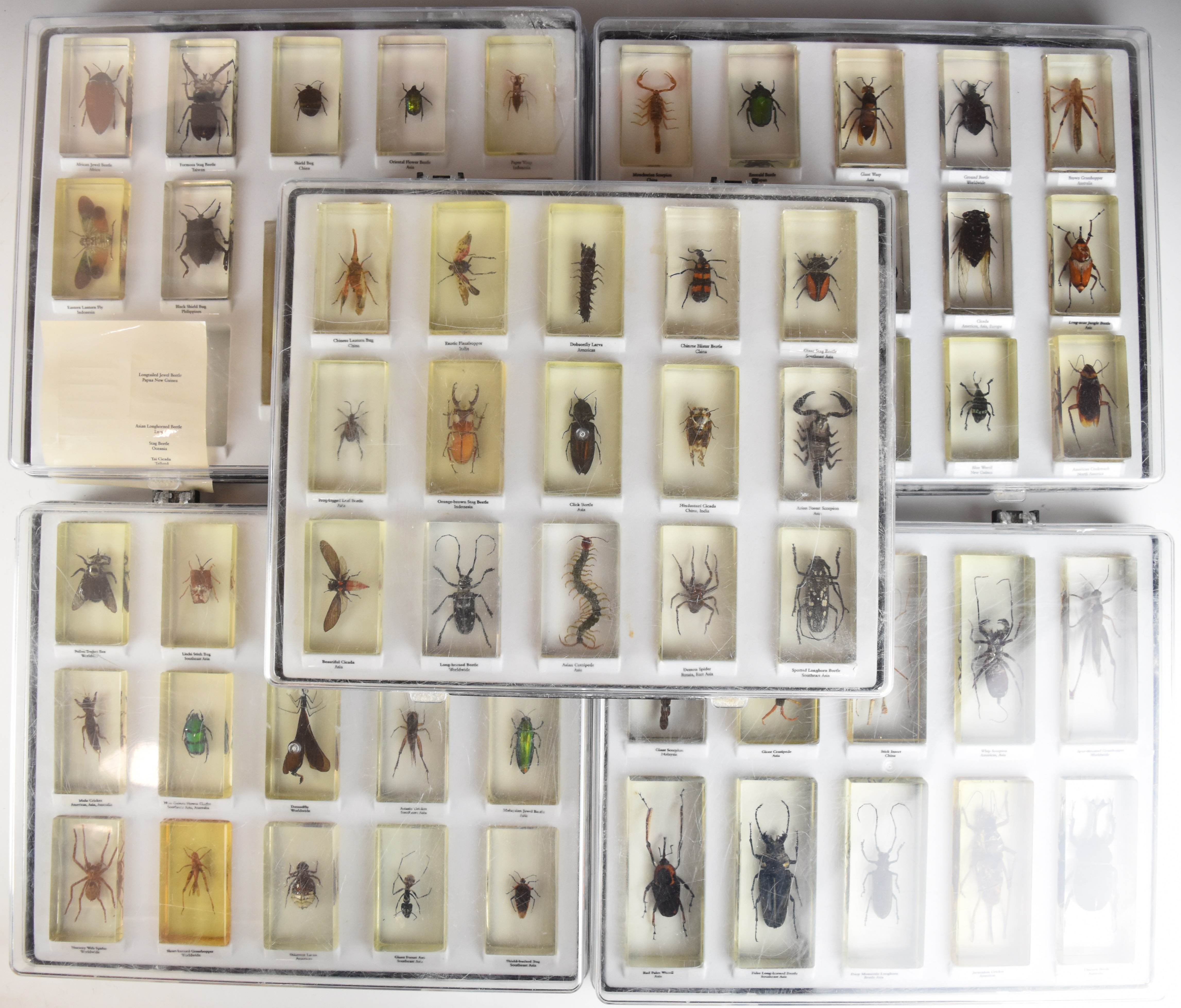Taxidermy interest large cased collection of annotated insects in acrylic blocks, including beetles,