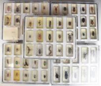 Taxidermy interest large cased collection of annotated insects in acrylic blocks, including beetles,