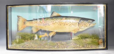 Taxidermy study of a brown trout in glazed bow fronted case with ivorine plaque '4lb 10½ oz, taken