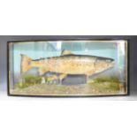 Taxidermy study of a brown trout in glazed bow fronted case with ivorine plaque '4lb 10½ oz, taken