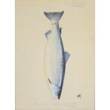 John Macpherson, Inverness (19th/20thC taxidermist) watercolour study of a fish 'Tweed Salmon 32lb