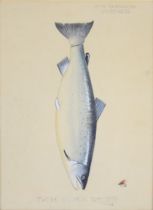 John Macpherson, Inverness (19th/20thC taxidermist) watercolour study of a fish 'Tweed Salmon 32lb