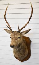 Taxidermy red deer stag on an oak shield mount, approximate height 118cm