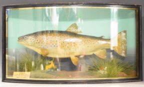 Taxidermy study of a brown trout in glazed bow fronted case with ivorine plaque 'Taken by JJ Cole,