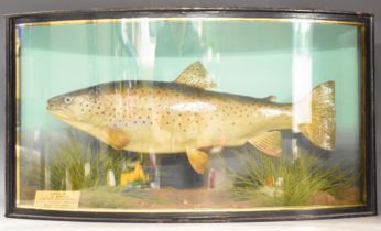 Taxidermy study of a brown trout in glazed bow fronted case with ivorine plaque 'Taken by JJ Cole,