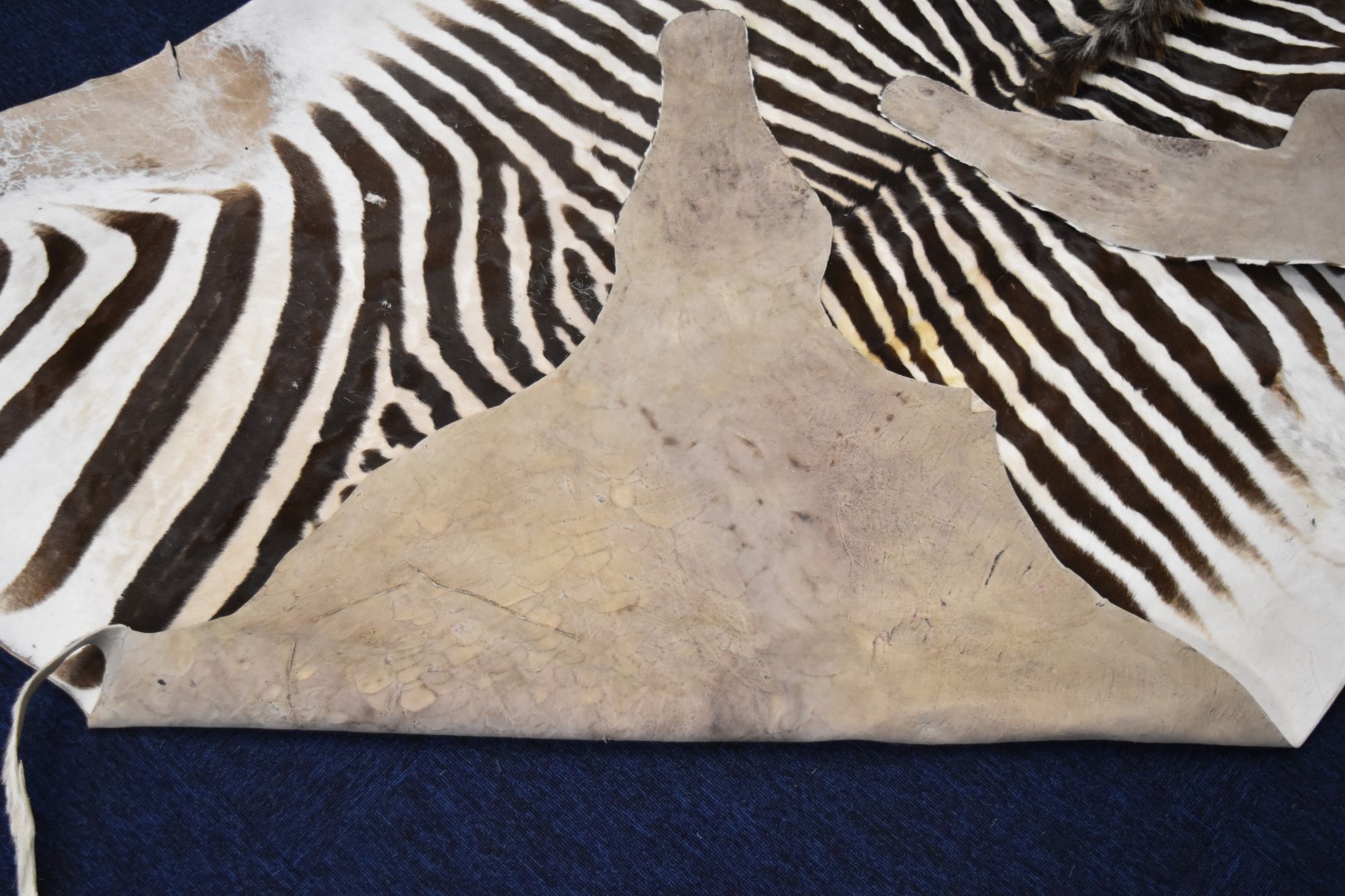 Taxidermy zebra skin rug, 248 x 187cm. - Image 2 of 4