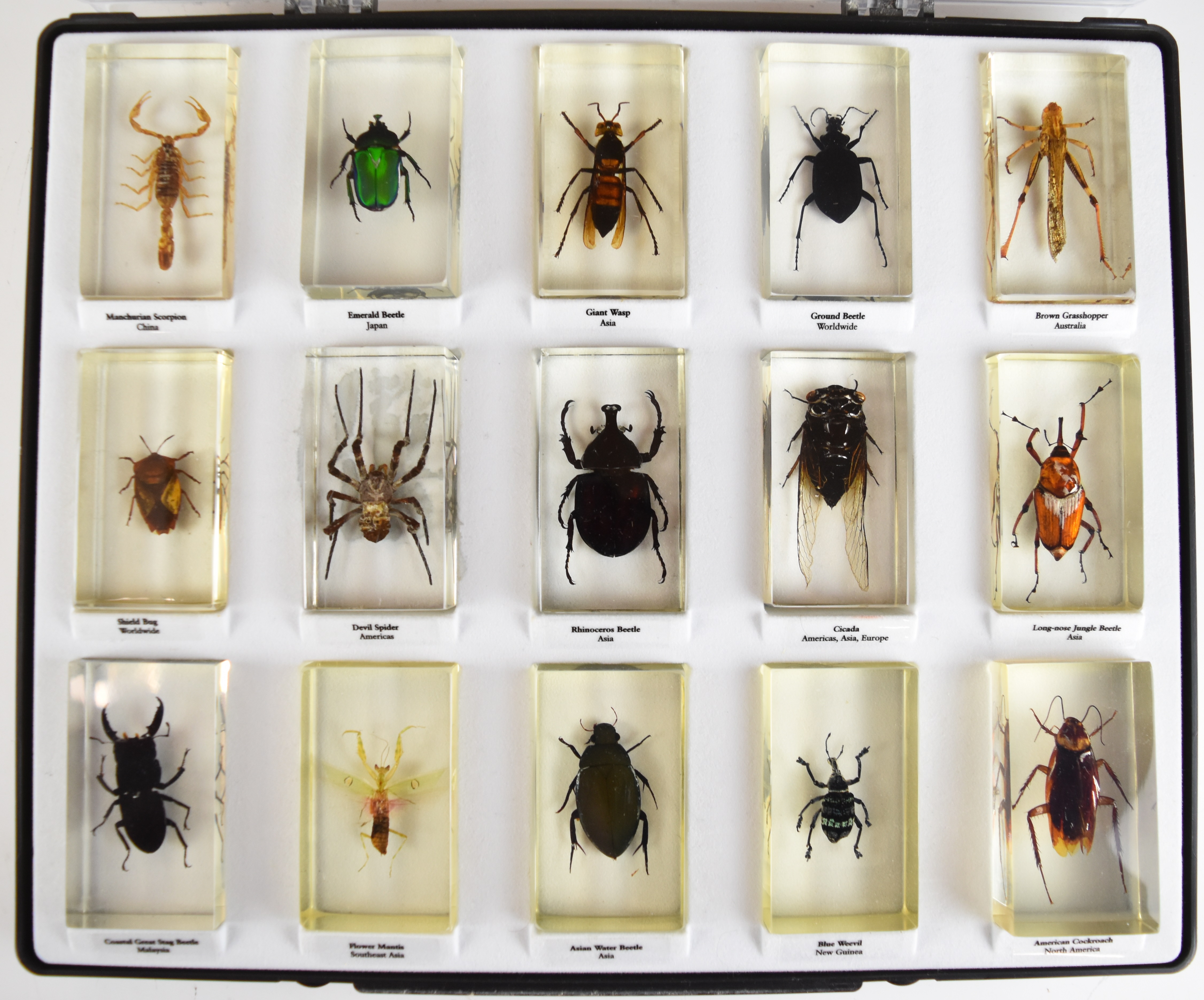 Taxidermy interest large cased collection of annotated insects in acrylic blocks, including beetles, - Image 6 of 6