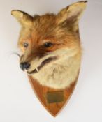 Taxidermy fox mask mounted on an oak shield plaque with suspension loop and engraved brass plate '