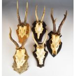 Five taxidermy roe / muntjac deer skulls mounted on wooden plaques, largest height 35cm