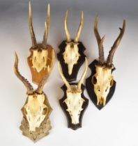 Five taxidermy roe / muntjac deer skulls mounted on wooden plaques, largest height 35cm