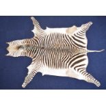 Taxidermy zebra skin rug, 248 x 187cm.