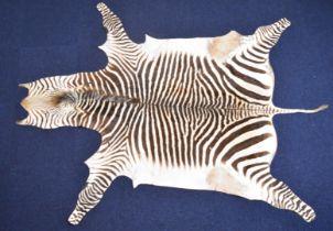 Taxidermy zebra skin rug, 248 x 187cm.