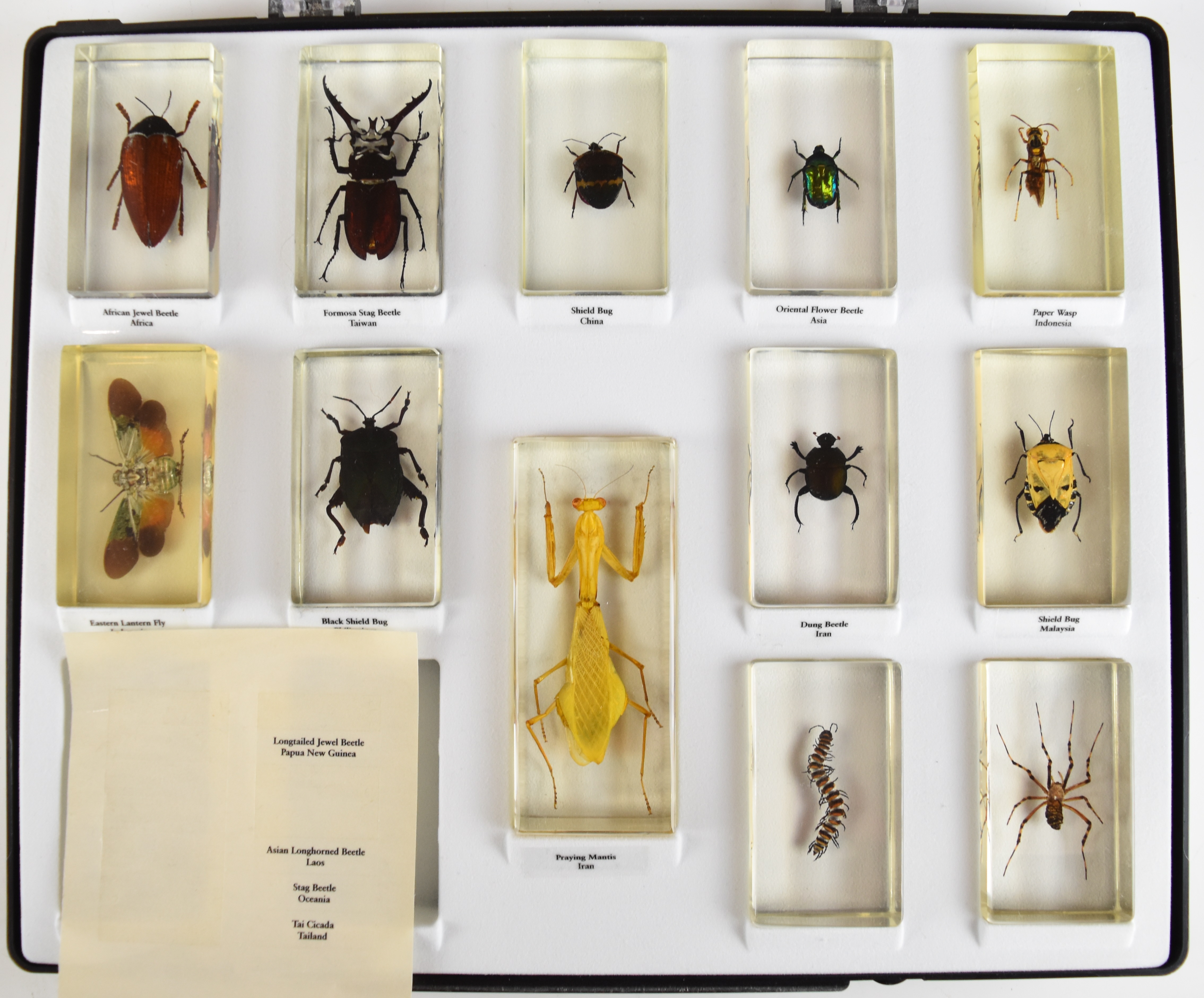 Taxidermy interest large cased collection of annotated insects in acrylic blocks, including beetles, - Image 5 of 6