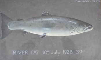 P.D Malloch Perth watercolour study of a trout or similar fish, titled 'River Tay 10th July 1928