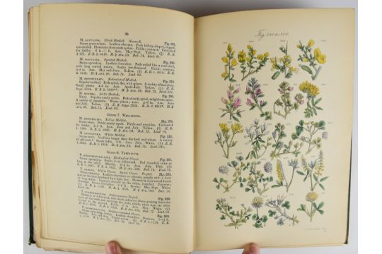 British Wild Flowers illustrated by John E. Sowerby described by C. Pierpoint Johnson published - Image 5 of 14