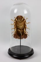 A giant deep sea Isopod in glass dome