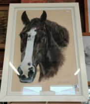 Portrait of a horse, 'Mr Symes'