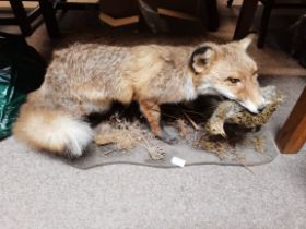 Taxidermy: A European red fox (Vulpes vulpes) and a woodlark (Lullula arborea)