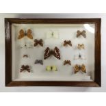 Entomology: A cased collection of British butterflies