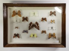 Entomology: A cased collection of British butterflies