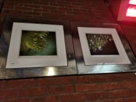 Patty Kraus, 'Dew I' and 'Dew II', two framed pictures