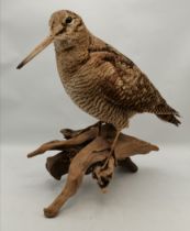 Taxidermy: A woodcock (Scolopax rusticola)