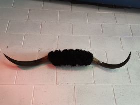 A set of black Highland cow horns