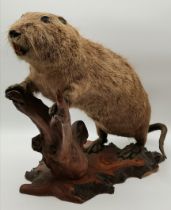 Taxidermy: A Nutria or Coypu (Myocastor coypus)