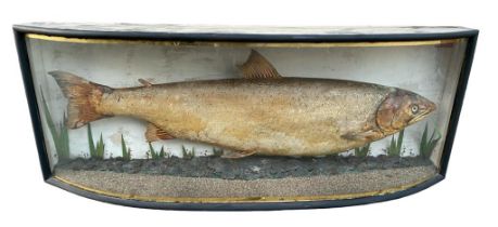 MANNER OF JOHN COOPER, A TAXIDERMY SCOTTISH SALOMON Held in bow fronted glazed case with gilt lines.