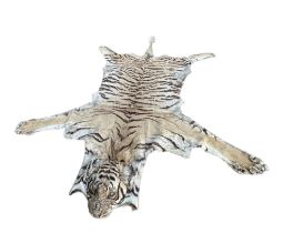 VAN INGEN & VAN INGEN, MYSORE, INDIA, A TAXIDERMY ADULT BENGAL TIGER SKIN RUG Having flathead and