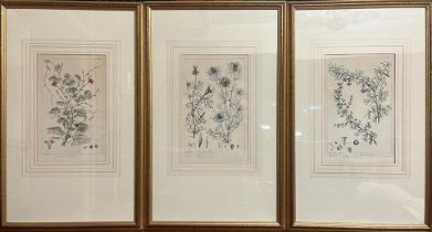 AFTER PHILIP MILLER, 1691 - 1771, A SET OF THREE HAND COLOURED BOTANICAL ENGRAVINGS Mounted, gilt