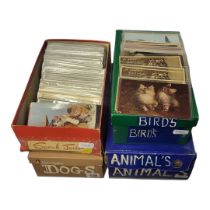 FOUR BOXES OF APPROX 600 EARLY/MID 20TH CENTURY POSTCARDS OF ANIMALS Housed in individual