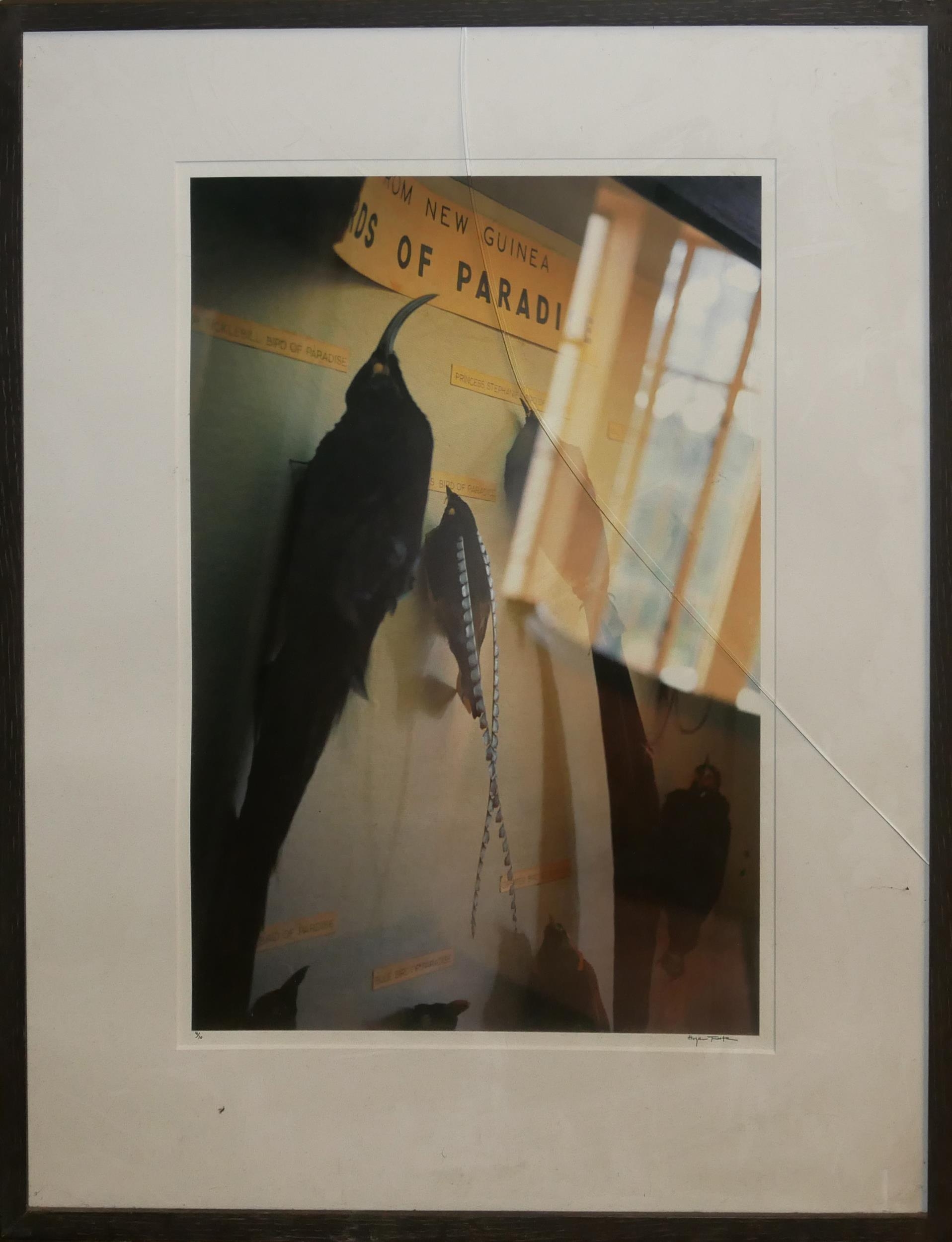 HUGER FOOTE, LIMITED EDITION (3/10) PIGMENT TRANSFER PRINT Signed, framed, Birds of Paradise