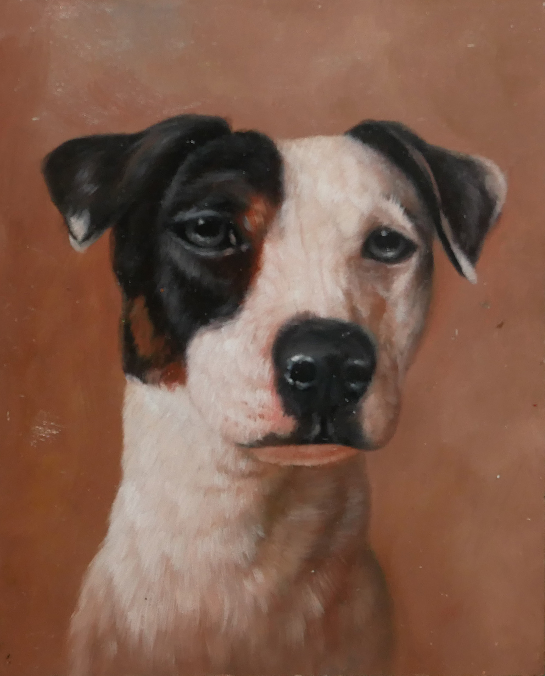 AN EARLY 20TH CENTURY OIL ON BOARD, PORTRAIT HEAD STUDY OF A JACK RUSSELL TERRIER. (20.5cm x 25.5cm)
