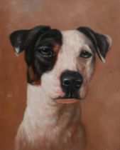 AN EARLY 20TH CENTURY OIL ON BOARD, PORTRAIT HEAD STUDY OF A JACK RUSSELL TERRIER. (20.5cm x 25.5cm)