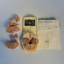 ADAM ROUILLY OF LONDON, ANATOMY PLASTIC COMPOSITION MODEL OF HUMAN BRAIN (CELEBRUM) Divided in eight