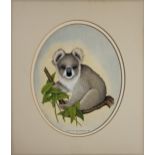 DAVID ANDREWS, 20TH CENTURY WATERCOLOUR Koala Bear, signed, dated 1969 lower right, mounted. 30.