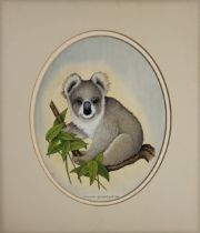 DAVID ANDREWS, 20TH CENTURY WATERCOLOUR Koala Bear, signed, dated 1969 lower right, mounted. 30.