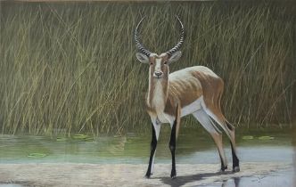 PETER BRUCE, B. 1949, PASTEL AND GOUACHE Impala Antelope, signed, dated 1987 lower right, framed. (