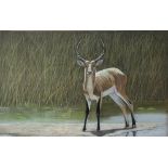 PETER BRUCE, B. 1949, PASTEL AND GOUACHE Impala Antelope, signed, dated 1987 lower right, framed. (