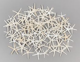 A COLLECTION OF NATURAL WHITE DRIED FINGER STARFISH SPECIMENS.