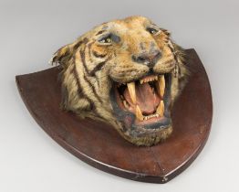 A LARGE LATE 19TH CENTURY TAXIDERMY TIGER HEAD UPON OAK SHIELD (PANTHERA TIGRIS). The mounting of