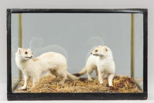 A LATE 20TH CENTURY TAXIDERMY PAIR OF EUROPEAN STOATS IN A GLAZED CASE WITH A NATURALISTIC