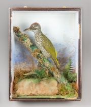 A LATE 19TH CENTURY EUROPEAN GREEN WOODPECKER IN A GLAZED CASE WITH A NATURALISTIC SETTING (PICUS